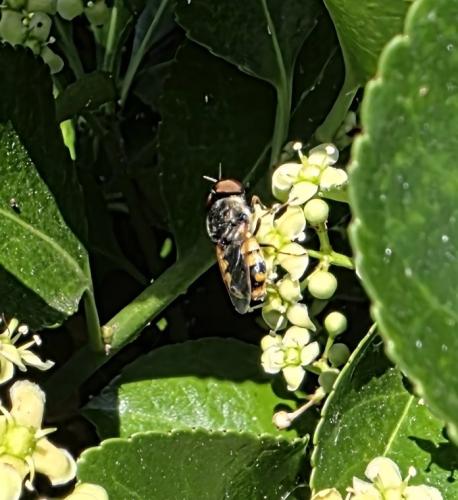 Odontomyia annulata